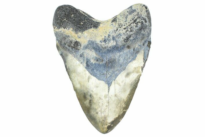 Fossil Megalodon Tooth - Georgia #338732